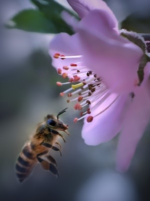 手机微距-昆虫-花-昆虫-蜜蜂 图片素材