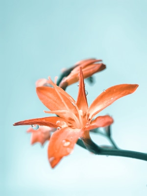 手机微距-摄会主义-火焰兰·雄黄兰-花朵-花卉 图片素材