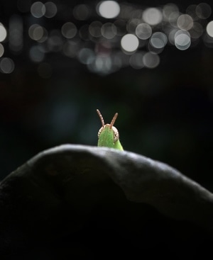 摄影和文字-手机微距-昆虫-光斑-动物 图片素材