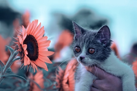 向日葵🌻-自然之声-花朵-花-花卉 图片素材