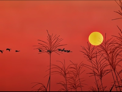 摄会主义-暮归-风景-夕阳-日落 图片素材