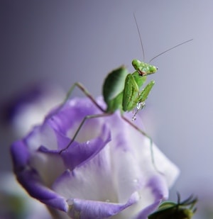 昆虫-自然-节肢动物-昆虫-螳螂 图片素材