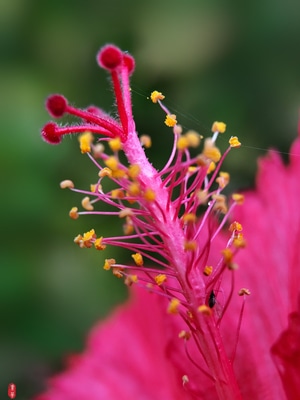 摄影和文字-花蕊-植物-花-花蕊 图片素材