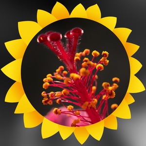 摄影和文字-花蕊-植物-花-花蕊 图片素材