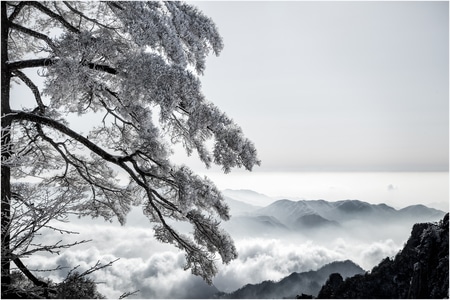 旅途-雪-风光-雪淞-树枝 图片素材