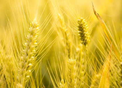 家乡-乡村-玉米-植物-麦子 图片素材