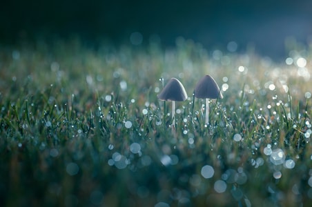自然-风光-飞图映像-蘑菇-植物 图片素材