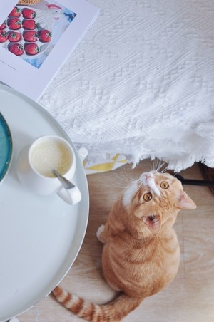 美食-宠物-日常-摄影-猫咪 图片素材