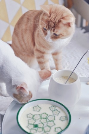 日常-宠物-美食-猫-宠物 图片素材