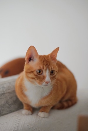 猫-动物-猫-猫咪-宠物猫 图片素材