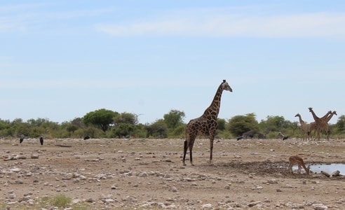 动物-动物园-长颈鹿-埃托沙-特写 图片素材