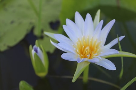 自然-风光-莲花-绽放-实拍 图片素材