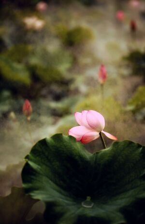 影视-荷-荷花-花朵-花瓣 图片素材