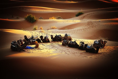 旅行-撒哈拉沙漠-骆驼-驼队-牧民 图片素材