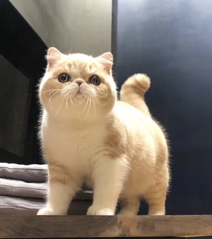 萌宠-长生-不老-猫-宠物 图片素材