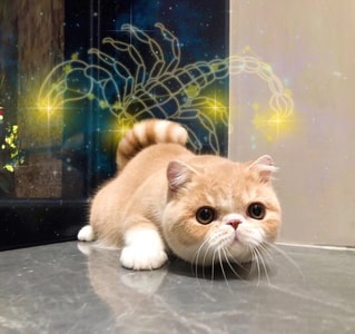萌宠-长生-不老-猫-宠物 图片素材