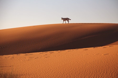 旅行-撒哈拉沙漠-风景-自然-沙漠 图片素材