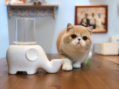 萌宠-长生-不老-猫-宠物 图片素材
