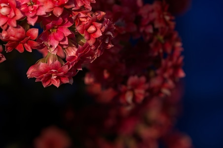 花卉-静物-花朵-花-植物 图片素材