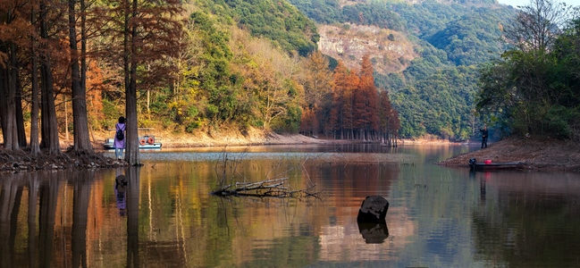 我的2019-水杉林-风景-水杉林-树林 图片素材