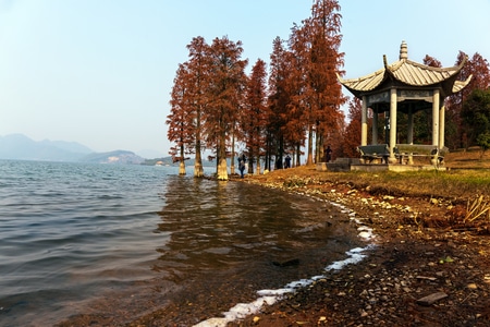 我的2019-红杉-风景-树林-树木 图片素材