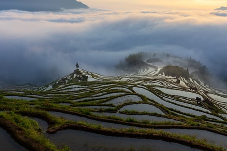 农田-云海-日出-梯田-田野 图片素材