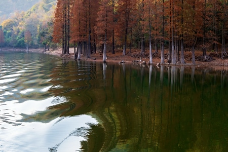 我的2019-水杉林-风景-水杉林-树林 图片素材