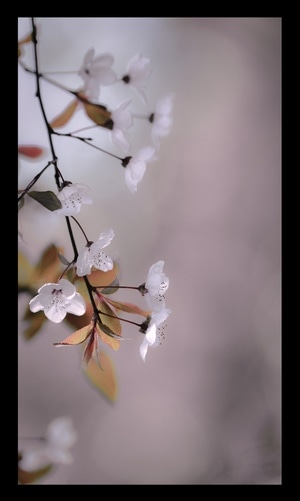 思想-旅行-生活-春花-花 图片素材