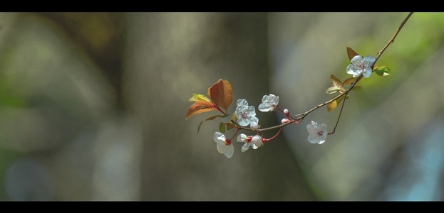 生活-旅行-思想-花-花朵 图片素材