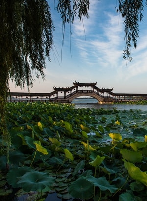 旅行-江南水乡-湖-温室-桥 图片素材