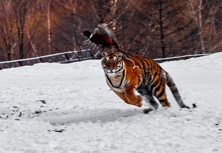雪-旅行-老虎-老虎-动物 图片素材
