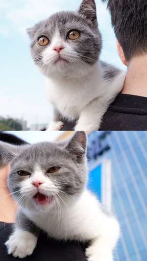 猫-萌喵-动物-猫-猫咪 图片素材