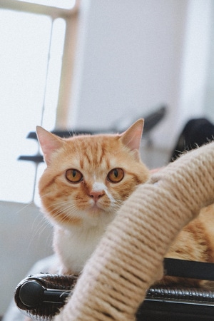 萌喵-猫-可可爱爱-动物-猫 图片素材