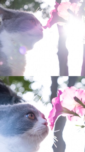 猫-萌喵-动物-猫-猫咪 图片素材