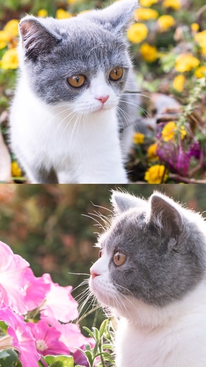 猫-萌喵-动物-猫-猫咪 图片素材