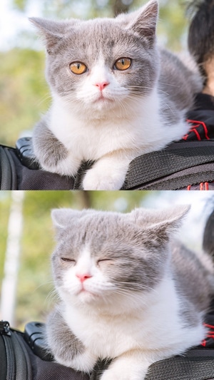 猫-萌喵-动物-猫-猫咪 图片素材