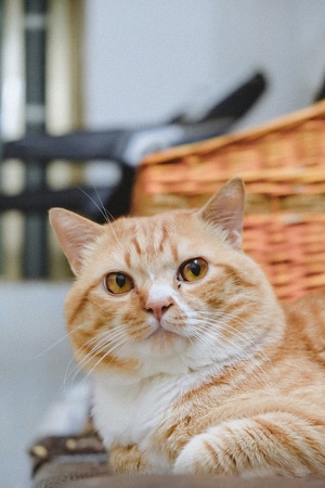萌喵-猫-可可爱爱-动物-猫 图片素材