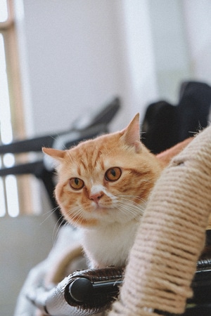 萌喵-猫-可可爱爱-动物-猫 图片素材