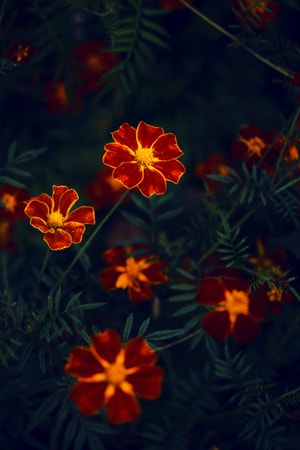 春日影像-中国风-植物-花-花卉 图片素材