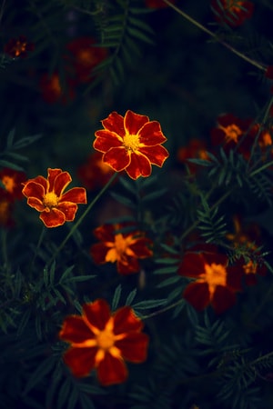 自然-静物-色彩-花-花朵 图片素材