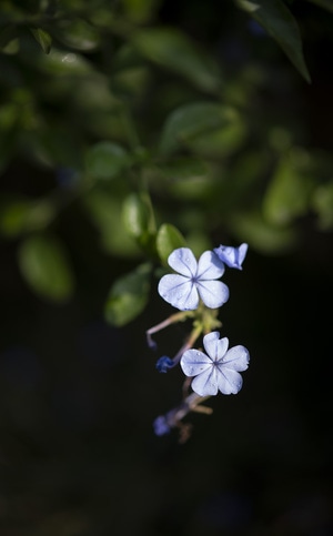 秋日物语-悟道-植物-花-花朵 图片素材
