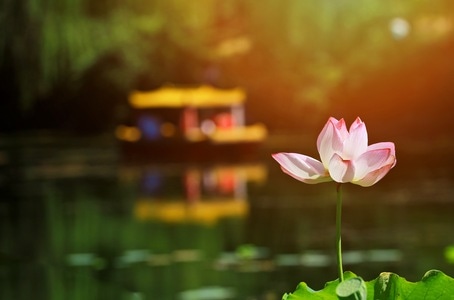 清风荷韵-风光-纪实-光影-荷 图片素材
