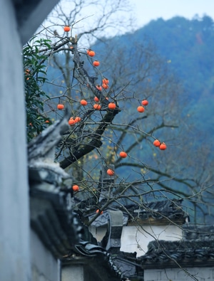 旅行-光影-风景-秋天-篁岭 图片素材