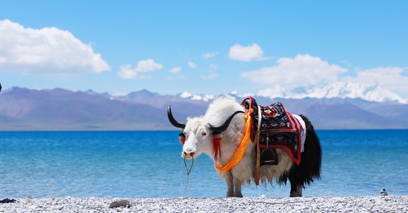 风光-旅行-牦牛-牛-动物 图片素材