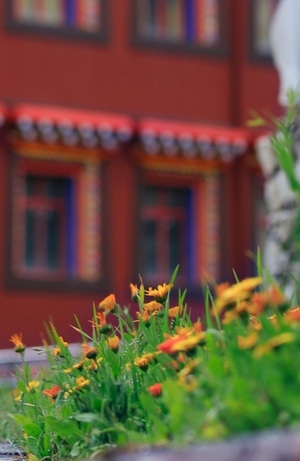 光影-纪实-极简-风光-花 图片素材