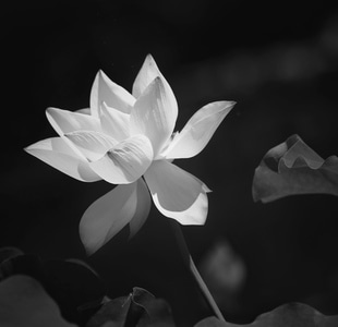 清风荷韵-风光-纪实-光影-花 图片素材