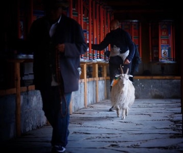 抓拍-藏地人文-人间百味-人文-旅行 图片素材