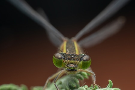 昆虫微距-昆虫-豆娘-动物-复眼 图片素材