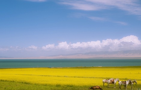 风景-风光-风景-油菜花-油菜花田 图片素材