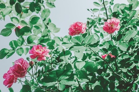 手机摄影-春天-日常-花-蔷薇 图片素材